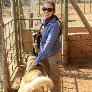 anatolian shepherd at CCF Namibia