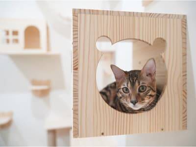 17 Best Cat Shelves And Wall Perches That Are Purrfect - Curved Wall Shelf For Cats