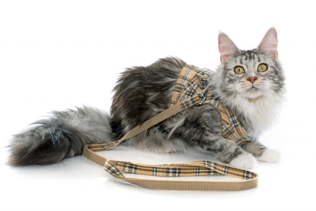Best Cat Harnesses & Leashes [To Prevent Escapes]